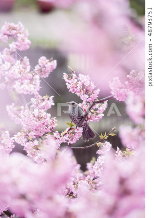 Kawazu cherry blossoms and bulbuls 48793751