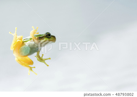 Frog Frog 48793802