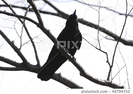 Hermopotus glass 48794350