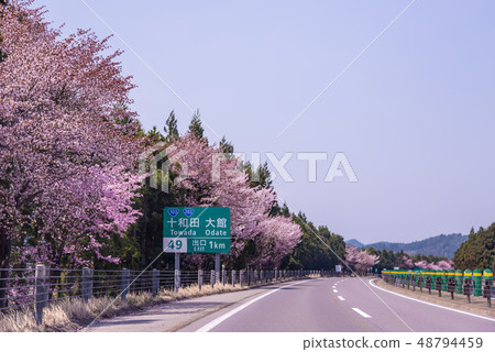 Akita Prefecture Kankaku City Sakura Tohoku Expressway Soon towada Odate Akita Prefecture Kankaku City Sakura Tohoku Expressway Soon towada Odate 48794459