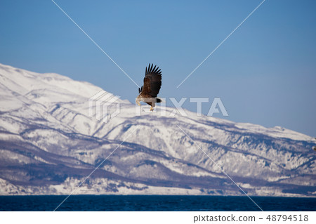 eagle 48794518