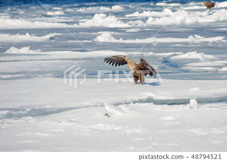 Eagle, Steller's sea eagle, Hokkaido, Sea of Okhotsk, pleasure boat, cruise ship, drift ice Eagle, Steller's sea eagle, Hokkaido, Sea of Okhotsk, pleasure boat, cruise ship, drift ice 48794521