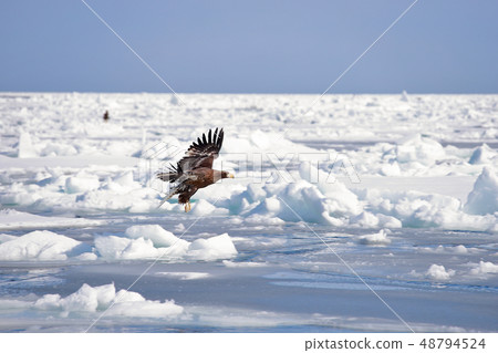 Eagle, Steller's sea eagle, Hokkaido, Sea of Okhotsk, pleasure boat, cruise ship, drift ice Eagle, Steller's sea eagle, Hokkaido, Sea of Okhotsk, pleasure boat, cruise ship, drift ice 48794524