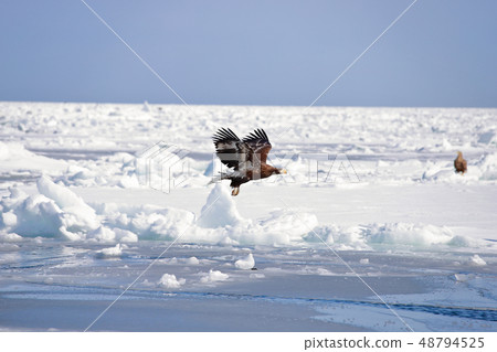 eagle 48794525