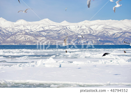 鷹,虎頭海雕,北海道,鄂霍次克海,遊船,遊輪,流冰 鷹,虎頭海雕,北海道,鄂霍次克海,遊船,遊輪,流冰 48794552