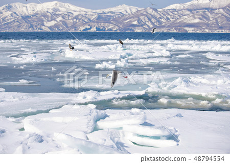 eagle eagle 48794554