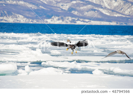 Eagle, Steller's sea eagle, Hokkaido, Sea of Okhotsk, pleasure boat, cruise ship, drift ice 48794566