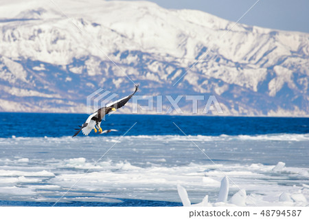 Eagle, Steller's sea eagle, Hokkaido, Sea of Okhotsk, pleasure boat, cruise ship, drift ice Eagle, Steller's sea eagle, Hokkaido, Sea of Okhotsk, pleasure boat, cruise ship, drift ice 48794587
