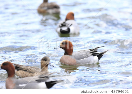 Hydrigamo Hydrigamo 48794601