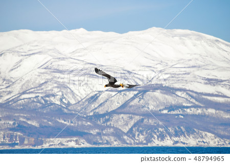 eagle eagle 48794965