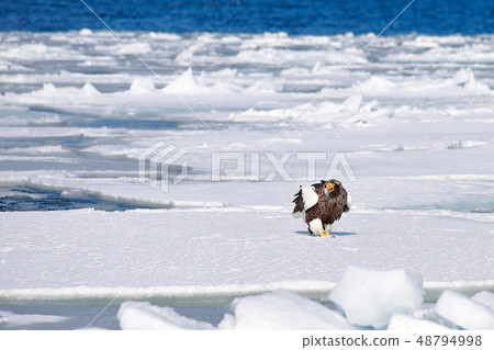 Eagle, Steller's sea eagle, Hokkaido, Sea of Okhotsk, pleasure boat, cruise ship, drift ice Eagle, Steller's sea eagle, Hokkaido, Sea of Okhotsk, pleasure boat, cruise ship, drift ice 48794998