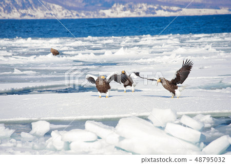 eagle 48795032