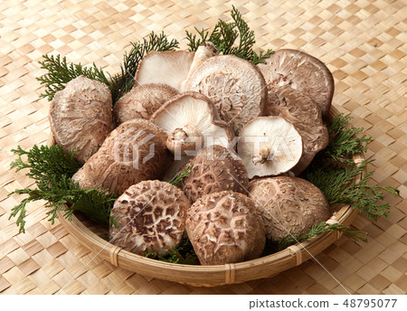 香菇栽培 香菇栽培 48795077