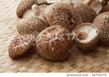 Shiitake mushroom cultivation 48795079
