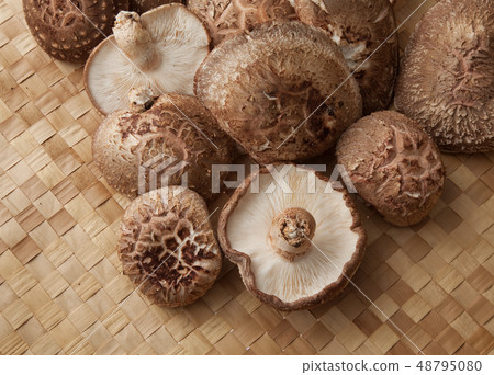 Shiitake mushroom cultivation 48795080