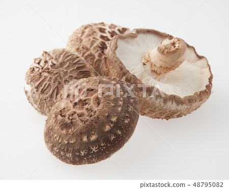 香菇栽培 香菇栽培 48795082