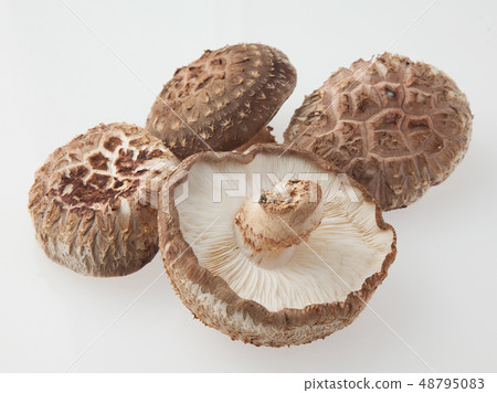 Shiitake mushroom cultivation Shiitake mushroom cultivation 48795083