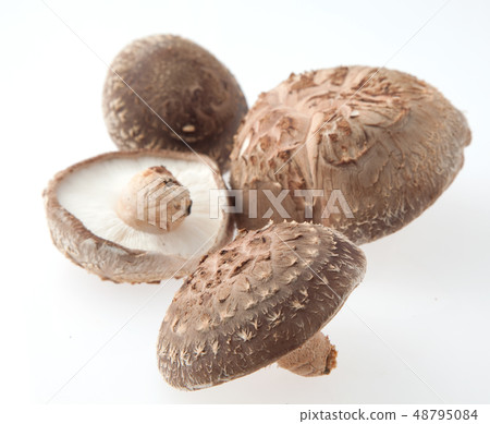 香菇栽培 香菇栽培 48795084