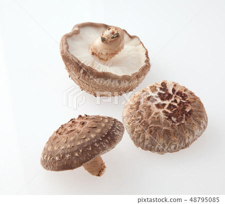 Shiitake mushroom cultivation 48795085