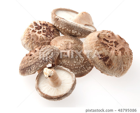 Shiitake mushroom cultivation Shiitake mushroom cultivation 48795086