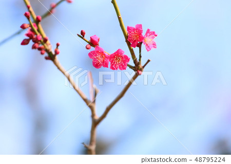 粉紅色的梅花 粉紅色的梅花 48795224