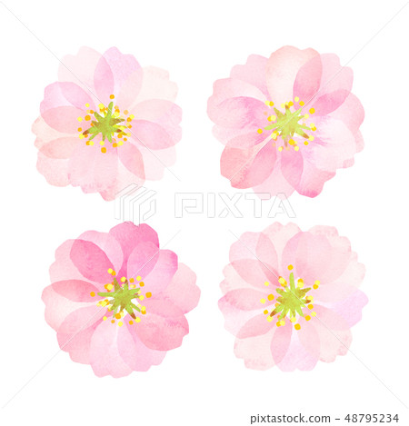 Yae Sakura plum watercolor style texture Yae Sakura plum watercolor style texture 48795234