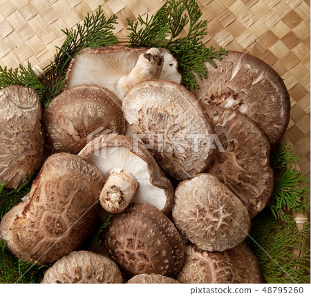 香菇栽培 香菇栽培 48795260