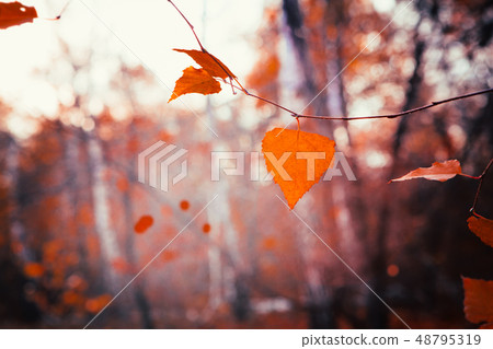Autumn leaves close up on sun background 48795319