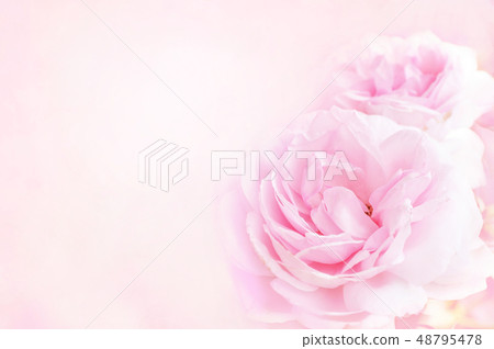 Pink roses on blossoming flowers background Pink roses on blossoming flowers background 48795478