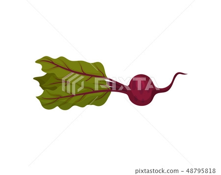 Beetroot and organic food concept. Root vegetable. Beetroot and organic food concept. Root vegetable. 48795818