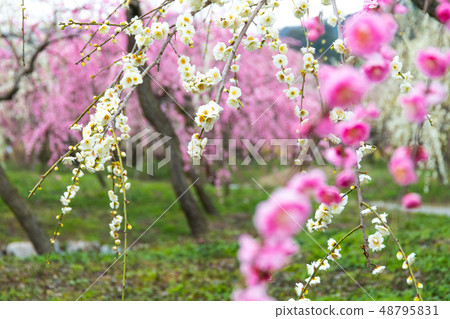 Weeping plum Weeping plum 48795831