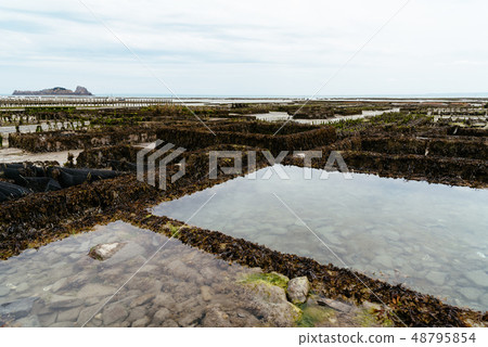 Oyster farms at low tide in Cancale 48795854