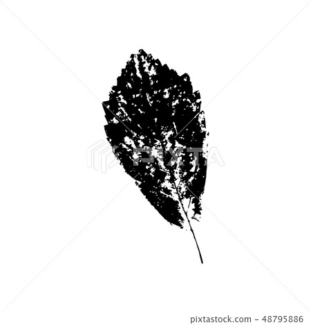 Tree leave silhouette. Plant and nature single isolated clipart Tree leave silhouette. Plant and nature single isolated clipart 48795886