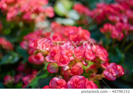 Numerous bright flowers of tuberous begonias Numerous bright flowers of tuberous begonias 48796152