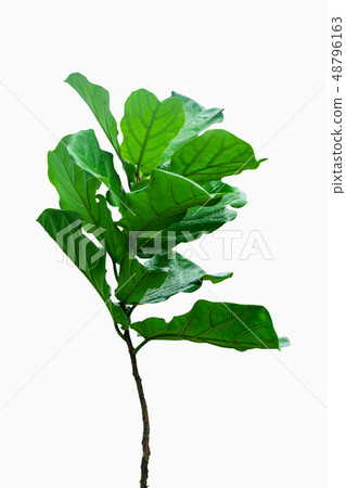 Potted Ficus Larata or Fiddle Leaf Fig Tree 48796163