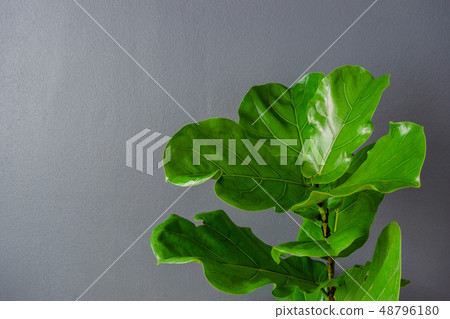 Fiddle leaf fig tree on a gray background. 48796180