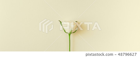 Fresh white roses composition Fresh white roses composition 48796627