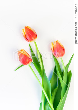 Red tulips flowers on white background Red tulips flowers on white background 48796644