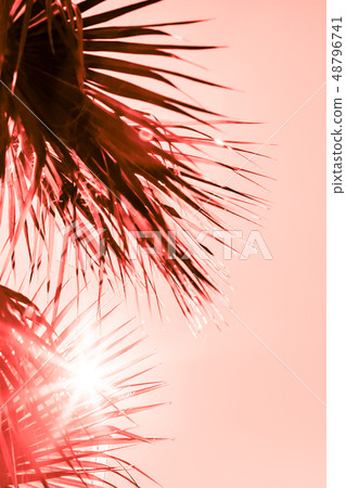 Branches of palm tree toned in living coral Branches of palm tree toned in living coral 48796741