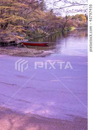 Aomori Hirosaki Castle flower buds Cherry blossom petals floating on a boat Tourist boat 48797456