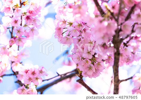 Cherry blossom bloom / Ooyama Zakura Cherry blossom bloom / Ooyama Zakura 48797605