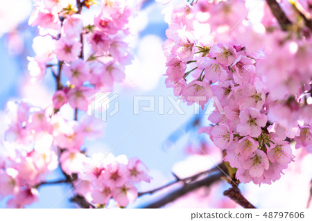 Cherry blossom bloom / Ooyama Zakura Cherry blossom bloom / Ooyama Zakura 48797606