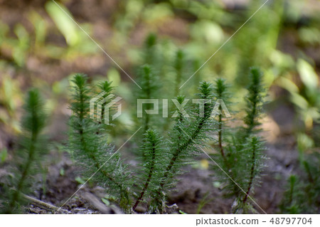 The Hydrilla algae can grow while the water is dr The Hydrilla algae can grow while the water is dr 48797704