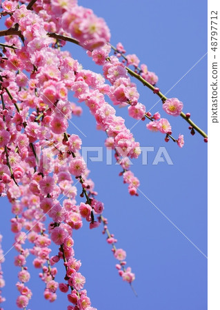 清爽的藍天和清爽的梅花1 清爽的藍天和清爽的梅花1 48797712