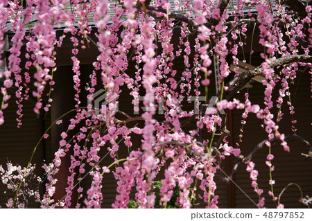 Ranbu/weeping plum 4 48797852