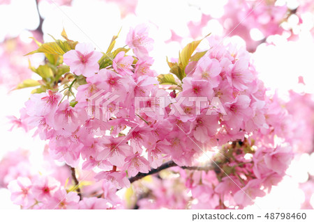 Kawazu cherry tree with small product Kawazu cherry tree with small product 48798460