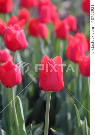 Tulip _ Benbanzanten 48798921