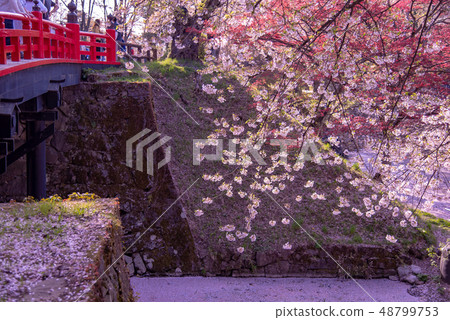 Aomori Hirosaki Castle flower buds Cherry blossom petals floating on a coffin 48799753