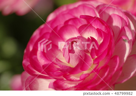 Pink flowers 48799982