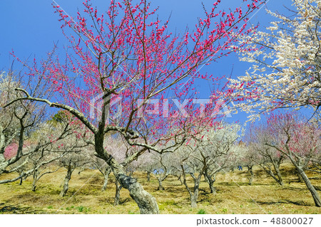 寶藏登山梅花100朵花園1 寶藏登山梅花100朵花園1 48800027